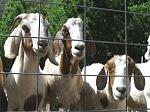 Click image for larger version

Name:	picresized_1211260028_3goats.jpg
Views:	46
Size:	109.5 KB
ID:	101011