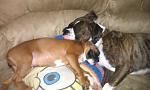 Click image for larger version

Name:	daisy and angus asleep.jpg
Views:	562
Size:	49.5 KB
ID:	101338