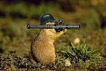 Click image for larger version

Name:	armed-squirrel.jpg
Views:	37
Size:	22.4 KB
ID:	103016