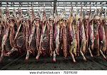 Click image for larger version

Name:	stock-photo-slaughterhouse-cows-hanging-on-hooks-in-the-cold-half-of-cows-70279192.jpg
Views:	297
Size:	70.8 KB
ID:	103226