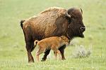 Click image for larger version

Name:	yellowstone_bison_diana_levasseur_ste_small.jpg
Views:	33
Size:	80.1 KB
ID:	112575