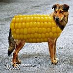 Click image for larger version

Name:	corn-dog.jpg
Views:	31
Size:	54.5 KB
ID:	112781