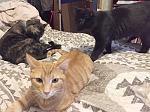 Click image for larger version

Name:	catfamily.jpg
Views:	302
Size:	106.6 KB
ID:	121519