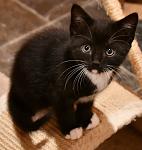 Click image for larger version

Name:	tuxedokitty.jpg
Views:	155
Size:	76.1 KB
ID:	123119