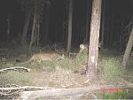Click image for larger version

Name:	MountainLiontrailcam.jpg
Views:	458
Size:	66.4 KB
ID:	32688