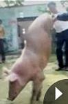 Click image for larger version

Name:	two legged pig.jpg
Views:	114
Size:	5.9 KB
ID:	94737
