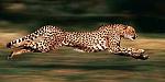 Click image for larger version

Name:	photo_of_cheetah_running-77566.jpg
Views:	94
Size:	12.9 KB
ID:	95250