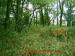 Click image for larger version

Name:	deer cam 410.jpg
Views:	306
Size:	225.7 KB
ID:	98913