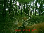 Click image for larger version

Name:	deer cam 391.jpg
Views:	318
Size:	191.2 KB
ID:	98914