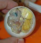 Click image for larger version

Name:	Inside_a_Balut_-_Embryo_and_Yolk.jpg
Views:	76
Size:	560.7 KB
ID:	107097
