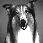 Lassie's Avatar