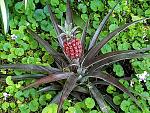 Click image for larger version

Name:	Mini Pineapple.jpg
Views:	322
Size:	198.7 KB
ID:	120204