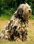 Click image for larger version

Name:	bergamasco.jpg
Views:	181
Size:	49.8 KB
ID:	39478